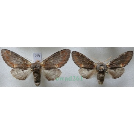 Notodonta dromedarius (Linnaeus, 1767) pair Garbatka dromaderka Czech39j